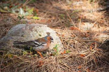 joke, jay crow, finch, tree, nature, animal, wildlife, branch, wood, wild, forest, squirrel, bird,...
