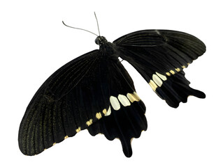 Photo black butterfly with white spots on a transparent background