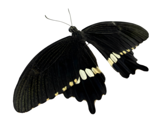Photo black butterfly with white spots on a transparent background