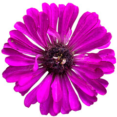 Photo of pink zinnia on a transparent background.
