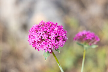 Fototapeta premium flower, nature, plant, pink, spring, flora, garden, purple, summer, flowers, bloom, blossom, clover, field, macro, close-up, bee