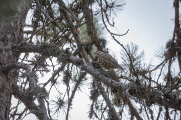 joke, jay crow, finch, tree, nature, animal, wildlife, branch, wood, wild, forest, squirrel, bird,...