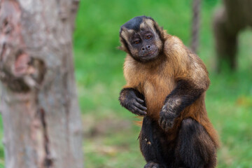 A monkey that mimics human expressions and behavior.
(tufted capuchin (Sapajus apella))(surprised expression)
