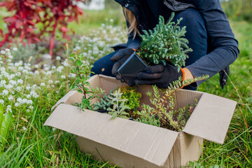 Gardener received parcel with different plants. Worker unpacks box with evergreens in fall garden....
