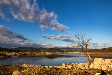 toter Baum am Stausee