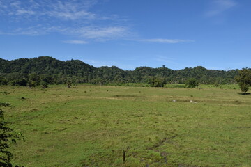 Obraz premium View of a landscape with wide grasslands and trees in the distance with a blue sky and several wild animals
