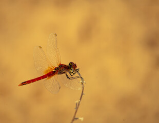 dragonfly, bug, animal, macro, closeup, naturel, wild, color