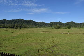 Obraz premium View of a landscape with wide grasslands and trees in the distance with a blue sky and several wild animals