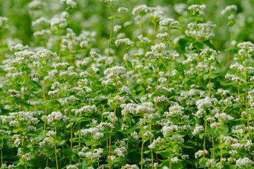 北海道幌加内の満開のそば畑　北海道観光 8月