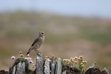 Rock Pipit, Anthus petrosus, resting on a stone wall near Padsto