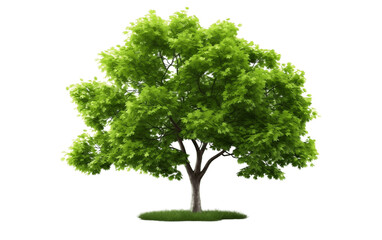 Bushy Tree Isolated on a Transparent Background PNG. Generative AI