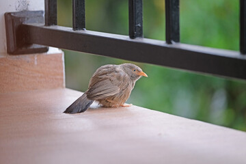 Cute ruffled sparrow sits on the floor, close up