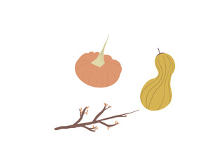 Obraz premium Courge / Citrouille / branche