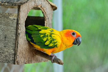 Colorful parrots are resting in the nest. This parrot lives in the wild and can be raised with domestic pets. cute wild animal concept
