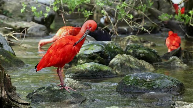 Scarlet ibis, Eudocimus ruber, bird of the Threskiornithidae family, admired by the reddish coloration of feathers, a consequence of crustaceans-based food
