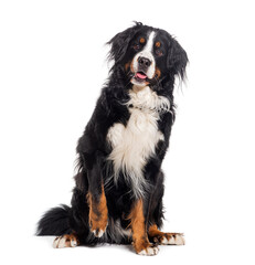 Pawing Bernese mountain dog panting looking at the camera, isolated on white