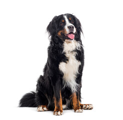 Bernese mountain dog panting, looking away, isolated on white