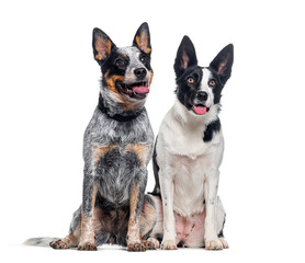 Australian Cattle Dog and a mongrel dog, isolated on white