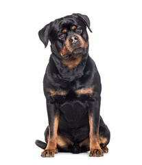 Mongrel sitting, looking at camera, Crossbreed with a Rottweiler, isolated on white