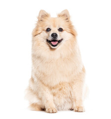 Old Spitz panting, isolated on white