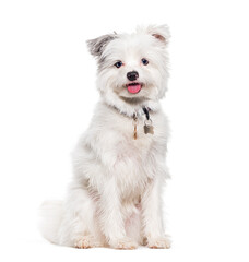 Yorkie Pomeranian Crossbreed dog, Yorkshire crossed with a pomeranian,  isolated on white