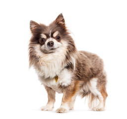 Tricolor Chihuahua standing, isolated on white
