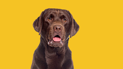 Head shot of a Panting Chocolate labrador looking away, against yellow background