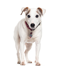 Old mongrel dog, isolated on white