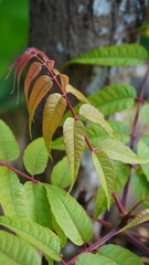 The leaf of Toona sinensis