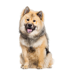 Eurasier dog panting, tongue blue, looking at the camera isolated on white