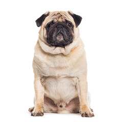 Pug sitting and facing at the camera, isolated on white