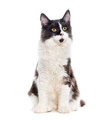 Sitting young Grey and white Mixedbreed cat yellow eyed, isolated on white