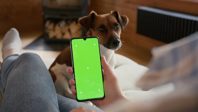 smartphone with green screen chromakey display with motion trackers in woman hand with dog jack russel on background sitting on sofa. finger scroll and tap gesture