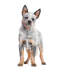 Puppy Australian Cattle Dog, three months old, isolated on white