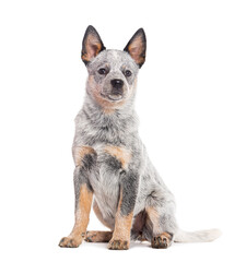 Obraz premium Puppy Australian Cattle Dog, three months old, isolated on white