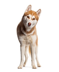 Orange copper siberian husky standing and looking at the camera, isolated on white
