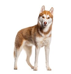 Orange copper siberian husky standing and looking at the camera, isolated on white