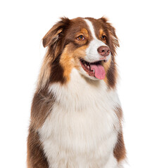 Head shot of a happy panting Australian shepherd looking away, isolated on white