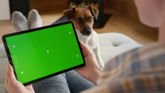 tablet computer with green screen chromakey display with motion trackers in woman hand with dog jack russel on background sitting on sofa. finger scroll and tap gesture