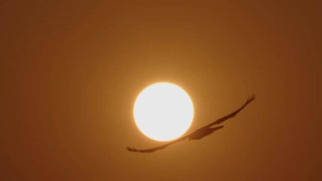 Beautiful silhouette of an eagle bird flying in slow motion against the background of a solar disk on the horizon. Freedom concept