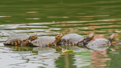 A group of Red-eared slider lined up in a column.