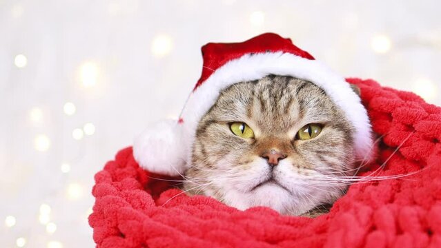 Cat in a scarf and Santa hat.