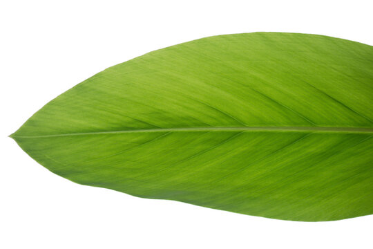 Fresh green leaf on white background