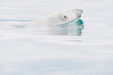 Polar bear swimming in the wild arctic sea