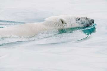 Polar bear swimming in the wild arctic sea