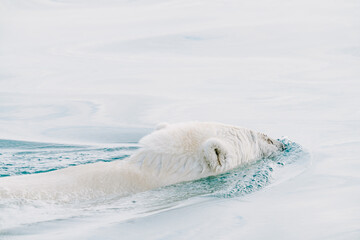 Polar bear swimming in the wild arctic sea