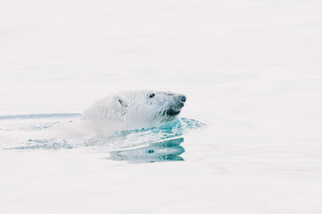 Polar bear swimming in the wild arctic sea