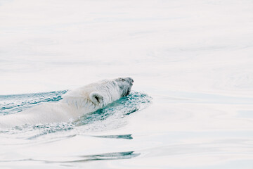 Polar bear swimming in the wild arctic sea
