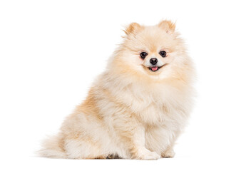 Smiling small mongrel dog looking at the camera, isolated on white