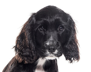 Head shot of a Puppy English cocker, four months old, isolated on white